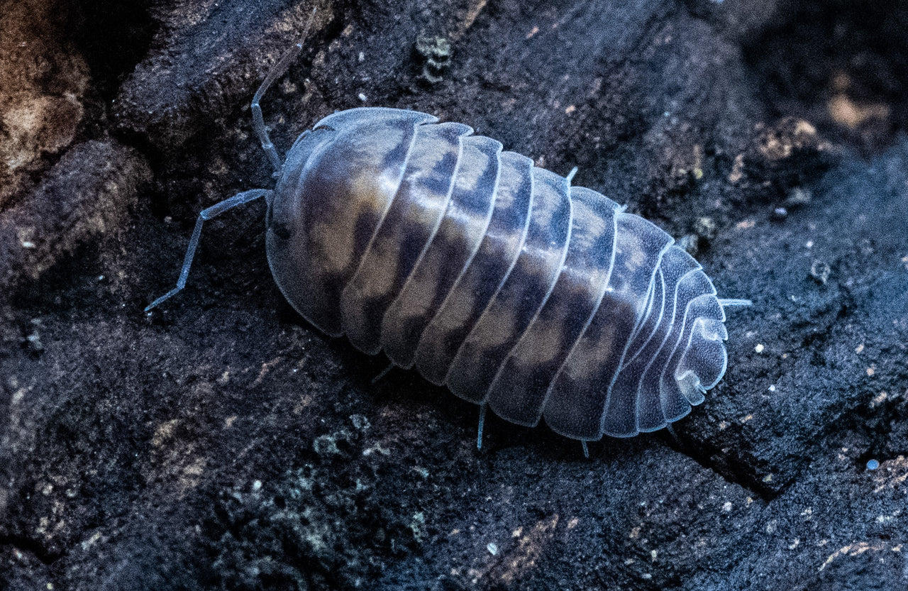 thunder dragon isopod