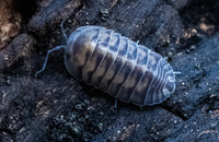 thunder dragon isopod