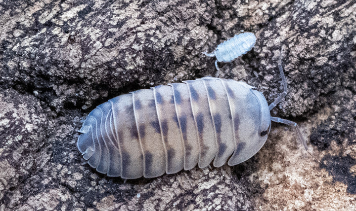 thunder dragon isopod with baby