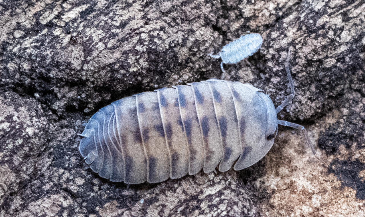 thunder dragon isopod with baby