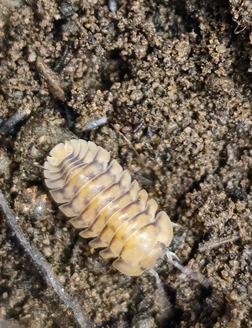Postpods | Yellow Tiger Isopods (Cubaris sp.) | Captive Bred Isopods