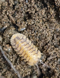 isopod for sale