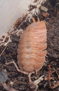 Trachelipus caveatus (ex Crete) Isopods