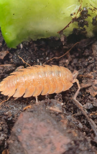 Trachelipus caveatus (ex Crete) Isopods
