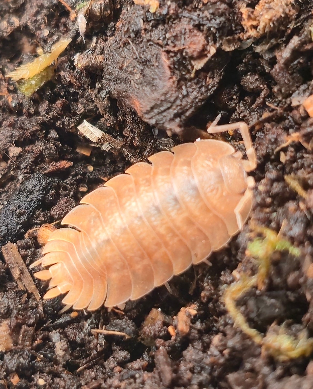 Trachelipus caveatus (ex Crete) Isopods
