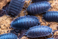 Trachelipus Difficilis Isopods