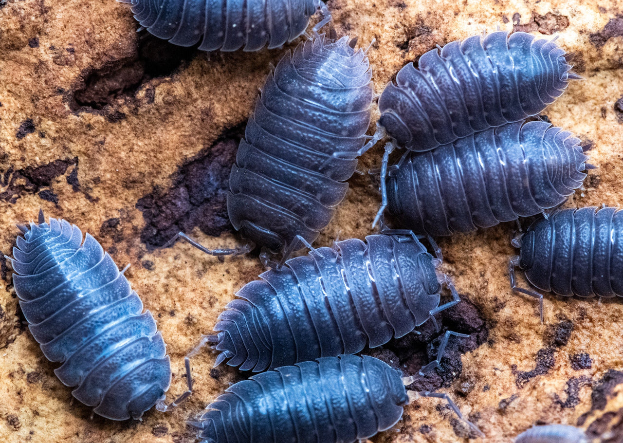 Difficilis Isopods