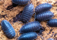 Difficilis Isopods