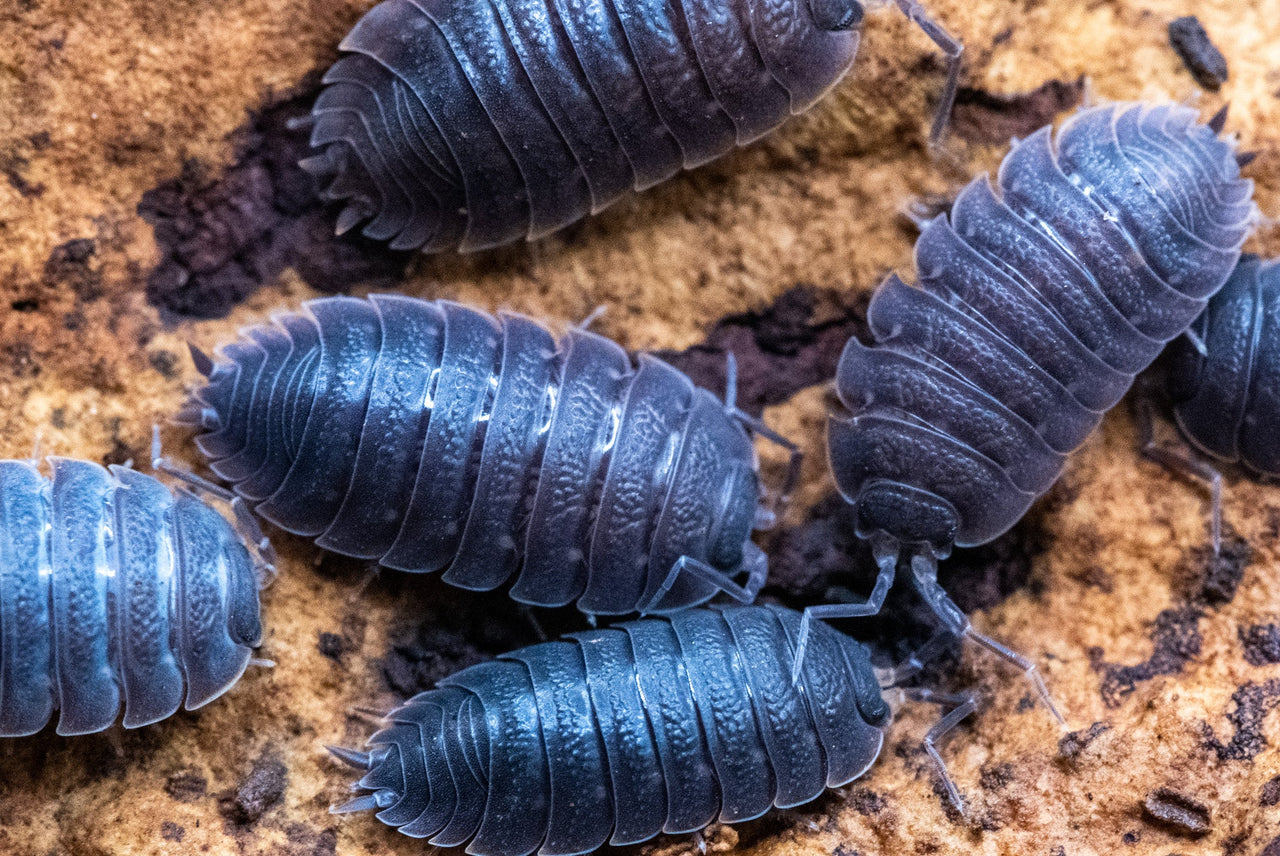 difficus isopods