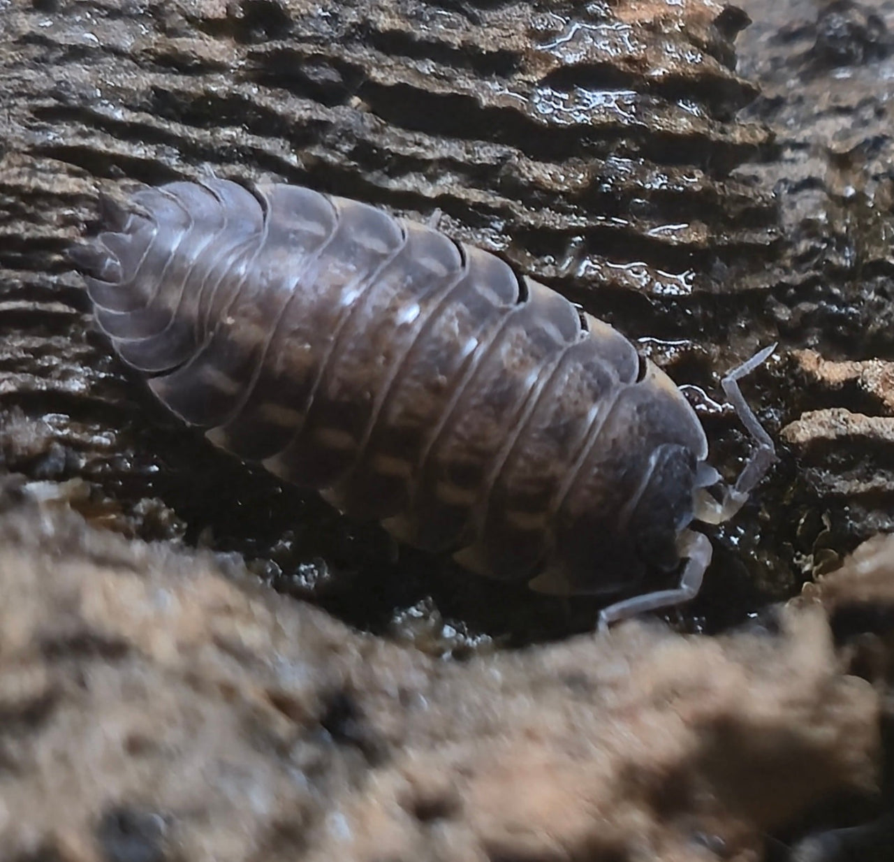 Trachelipus Rotzeburgi Isopods - Isopods For Sale UK | PostPods