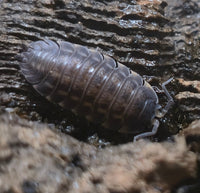Trachelipus Rotzeburgi Isopods - Isopods For Sale UK | PostPods
