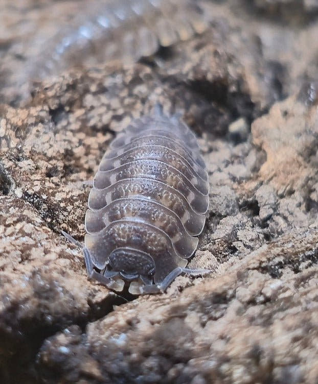 Trachelipus ratzeburgii Isopods