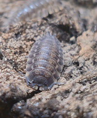 Trachelipus Rotzeburgi Isopods - Isopods For Sale UK | PostPods