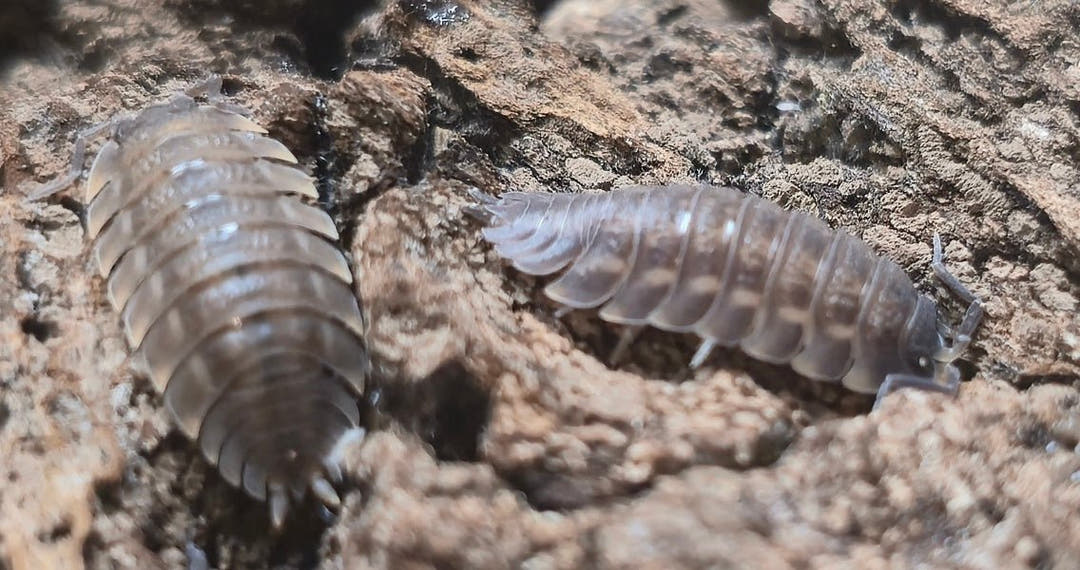 Trachelipus ratzeburgii Isopods