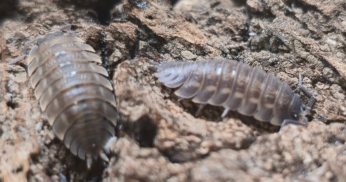 Trachelipus Rotzeburgi Isopods - Isopods For Sale UK | PostPods