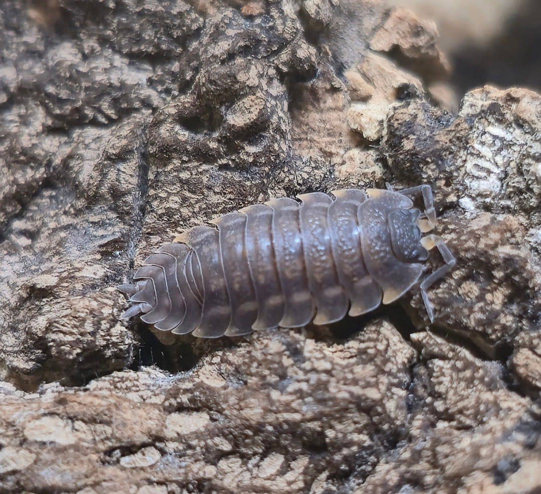Trachelipus ratzeburgii Isopods