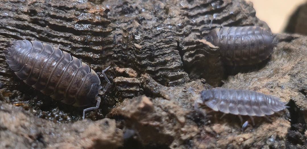 Trachelipus ratzeburgii Isopods
