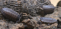 Trachelipus Rotzeburgi Isopods - Isopods For Sale UK | PostPods