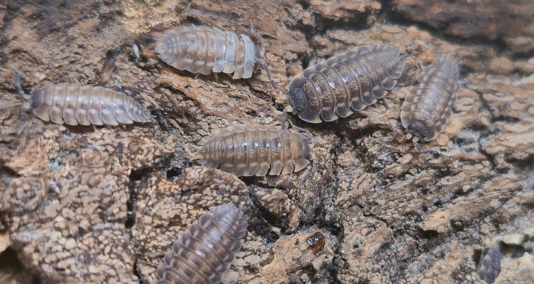 Trachelipus ratzeburgii Isopods