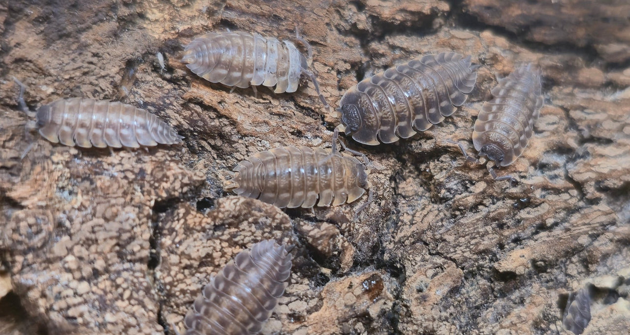 Trachelipus Rotzeburgi Isopods - Isopods For Sale UK | PostPods