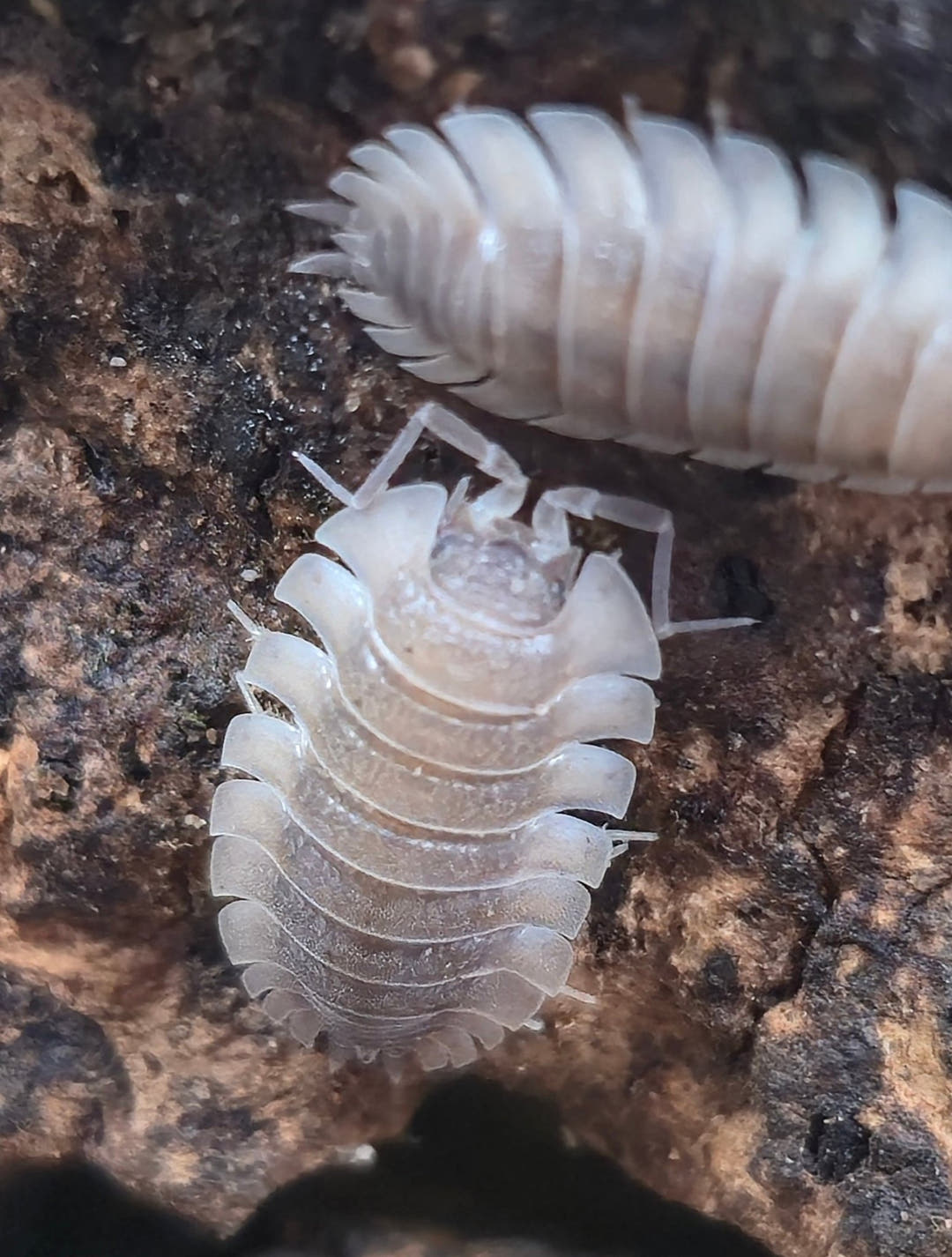 Trachelipus Trilobatus (Trilobite) Isopods