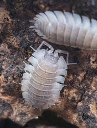 Trachelipus Trilobatus (Trilobite) Isopods - Isopods For Sale UK | PostPods