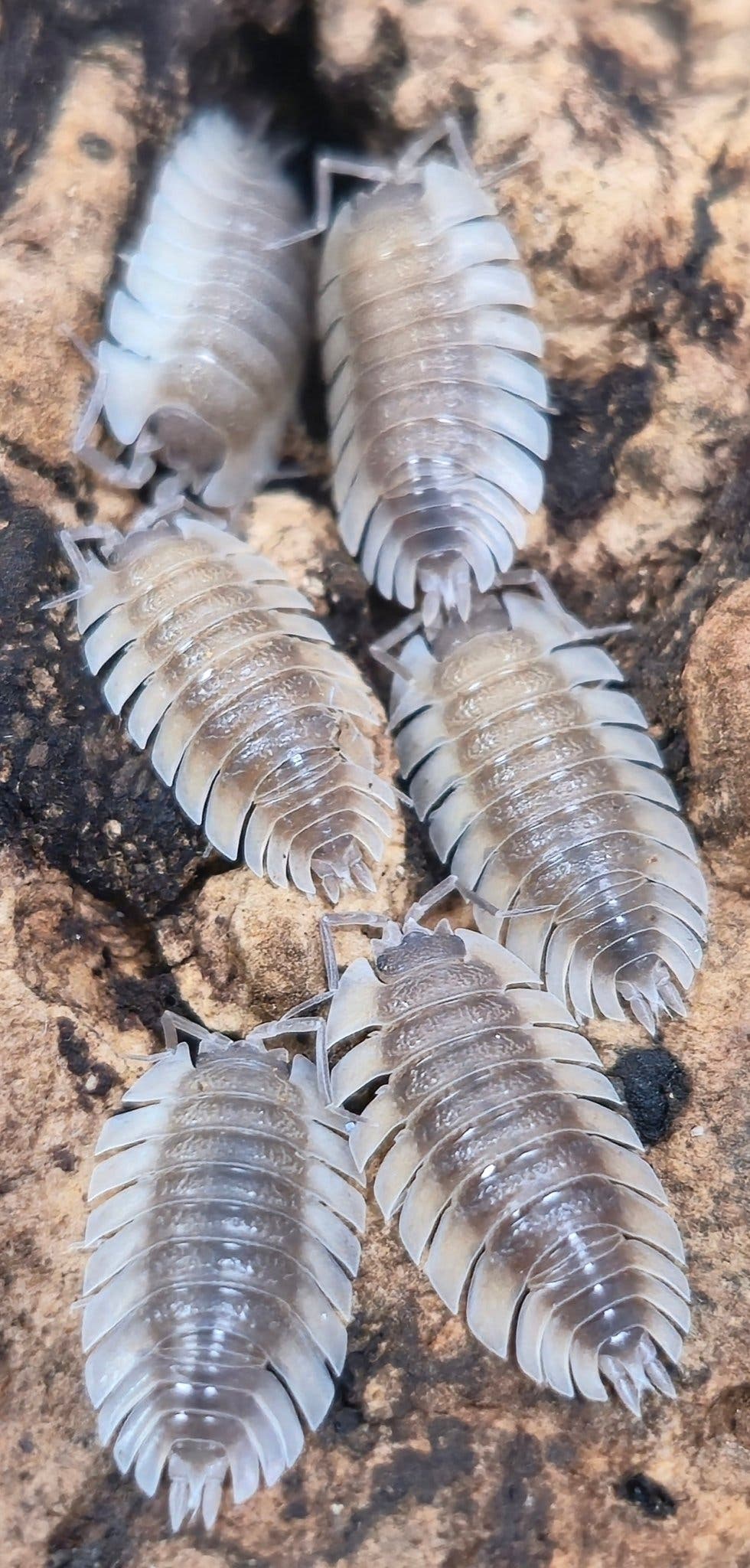 Trachelipus Trilobatus (Trilobite) Isopods