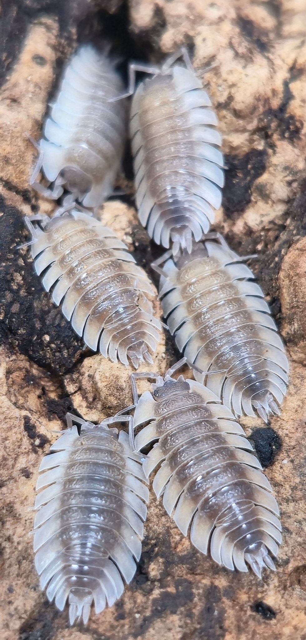 Trachelipus Trilobatus (Trilobite) Isopods - Isopods For Sale UK | PostPods