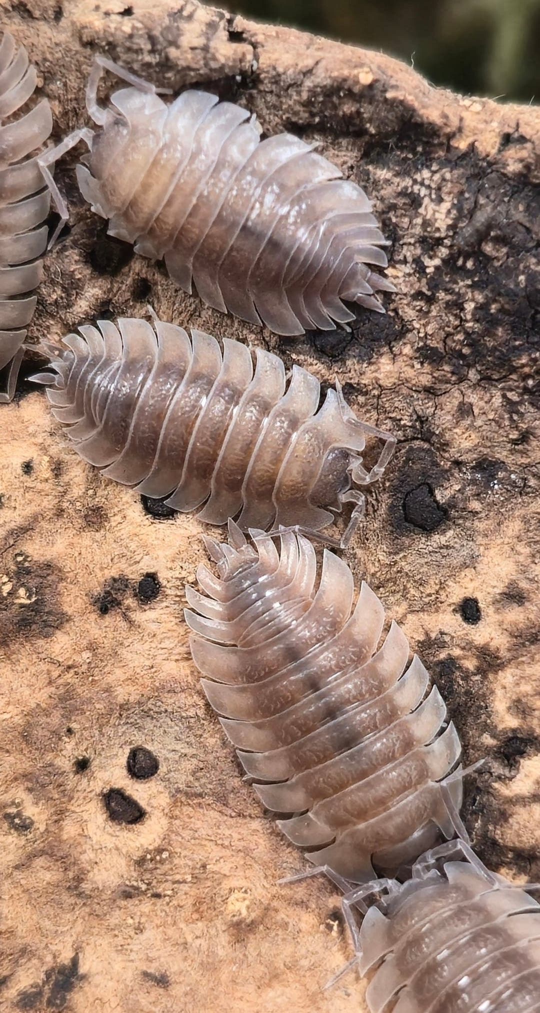 Trachelipus Trilobatus (Trilobite) Isopods