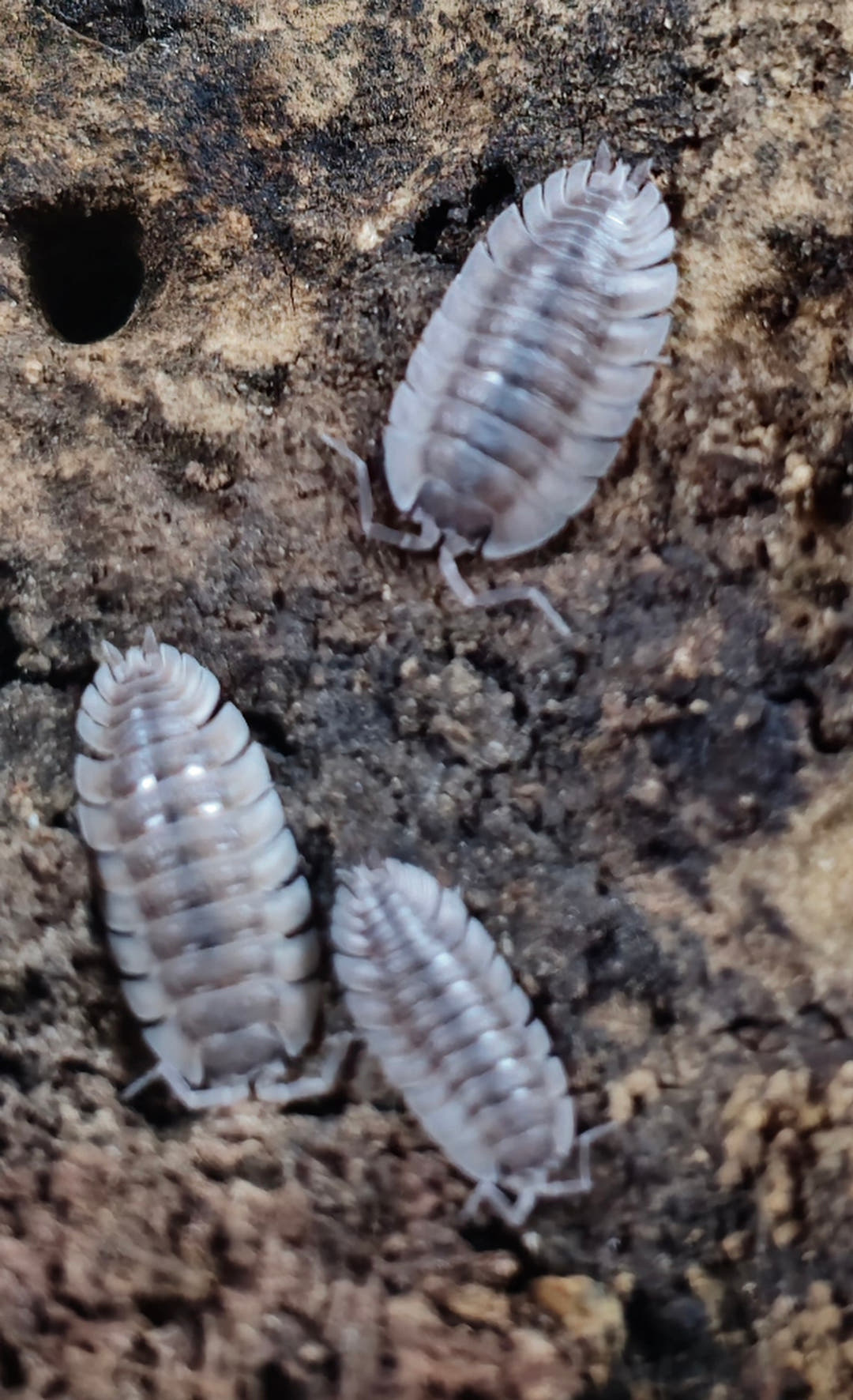 trachelipus trilobatus