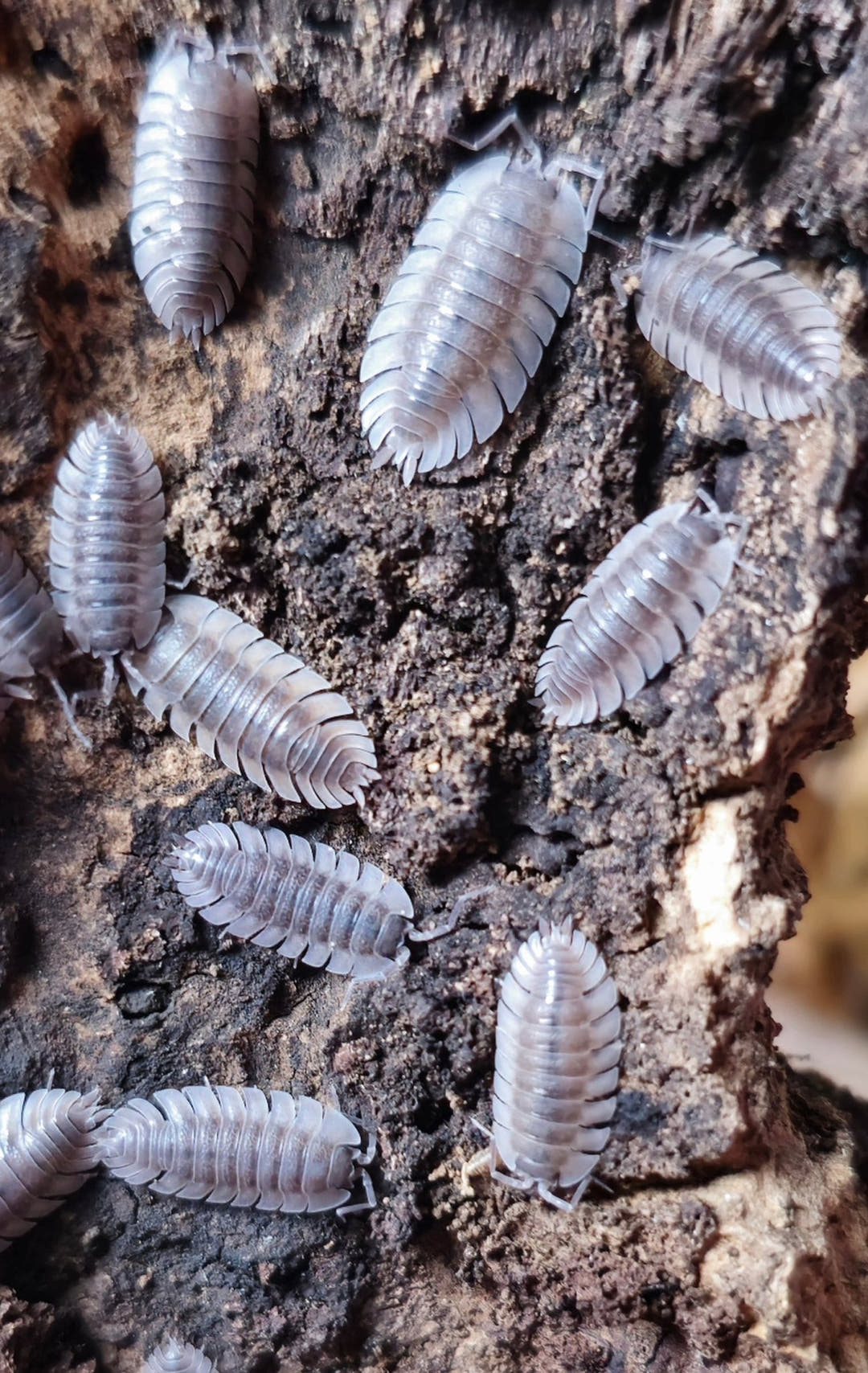 trachelipus trilobatus isopods