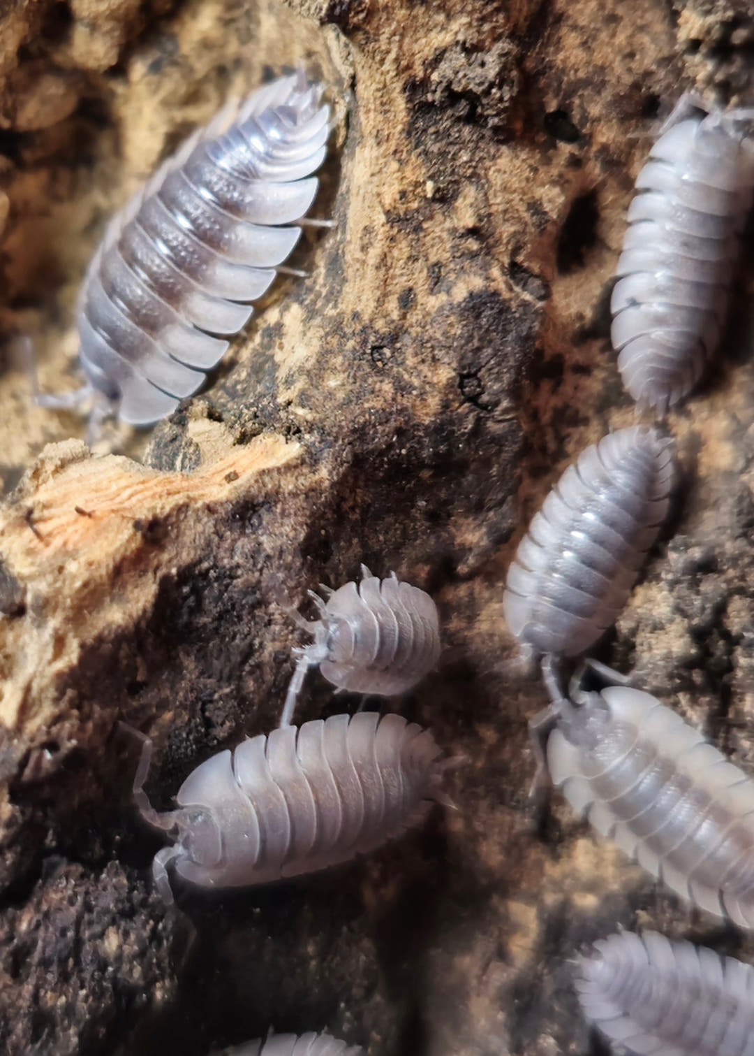 trachelipus trilobatus isopods for sale