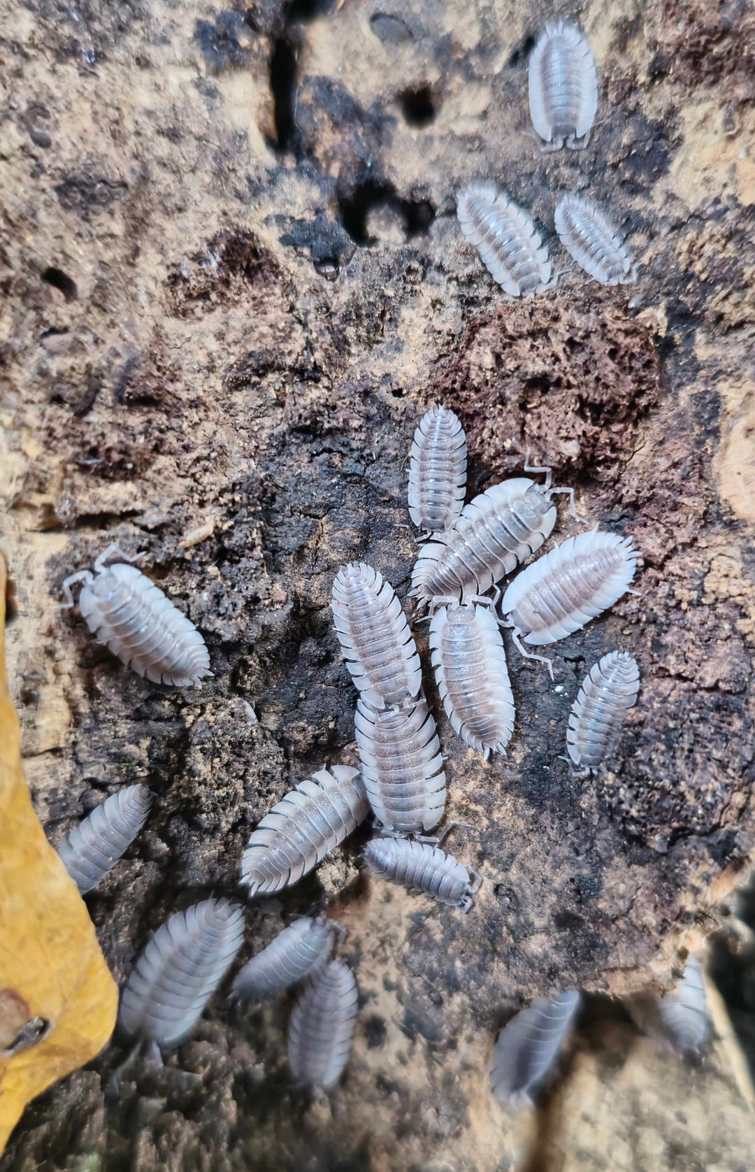 trachelipus trilobites