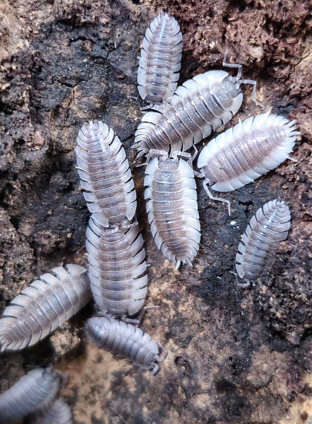 trachelipus trilobites isopods