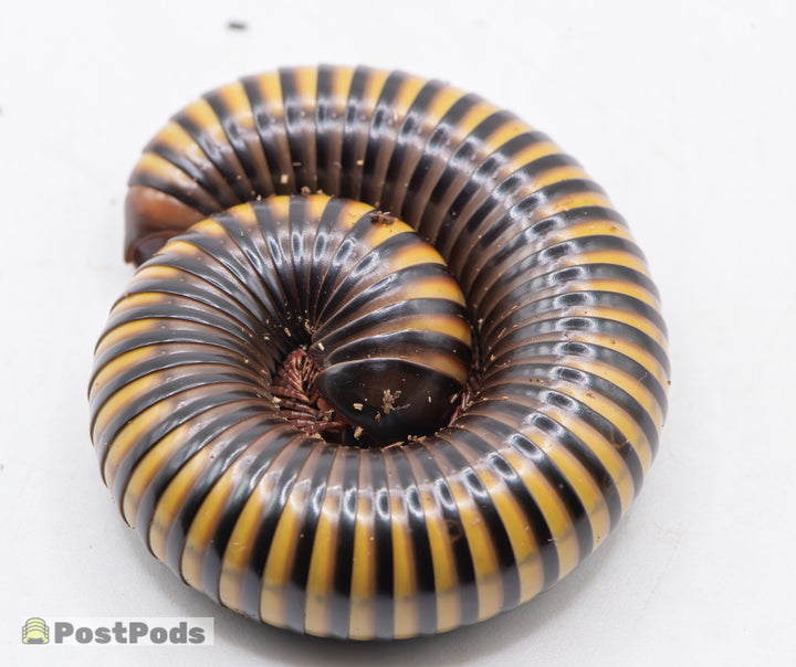Tricolour millipede (Pelmatojulus tectus) curled up on a white background, black with yellow rings and red legs