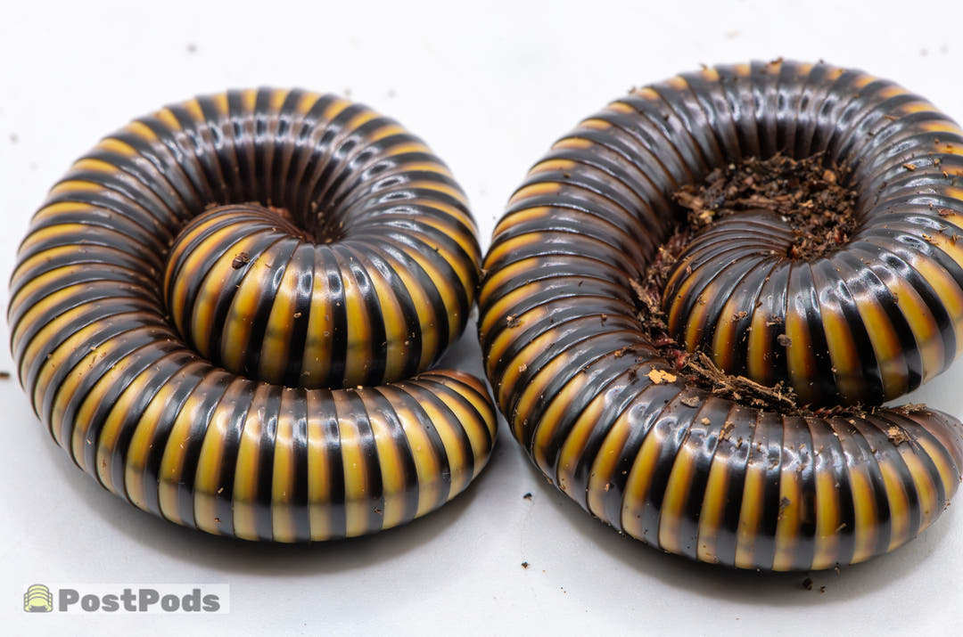 Two Tricolour millipedes (Pelmatojulus tectus) curled up on a white background, black with yellow rings