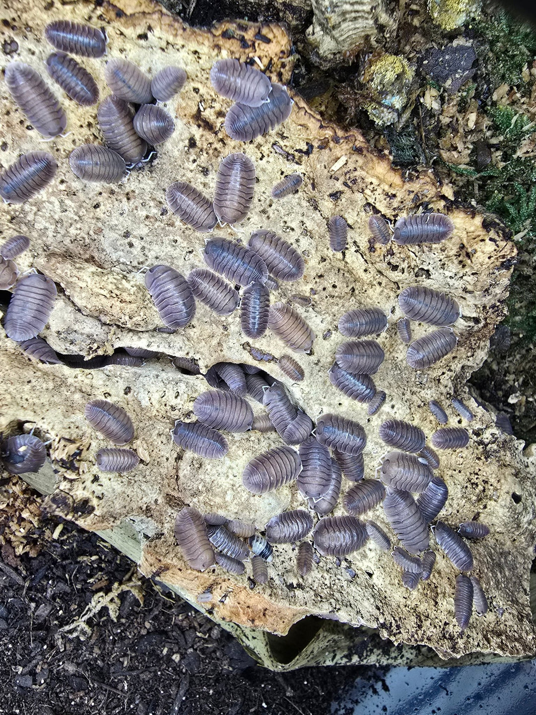 A dense population of grey-lilac Cubaris soil isopods of mixed sizes covering a pale slab of cork, with moss at the top right.