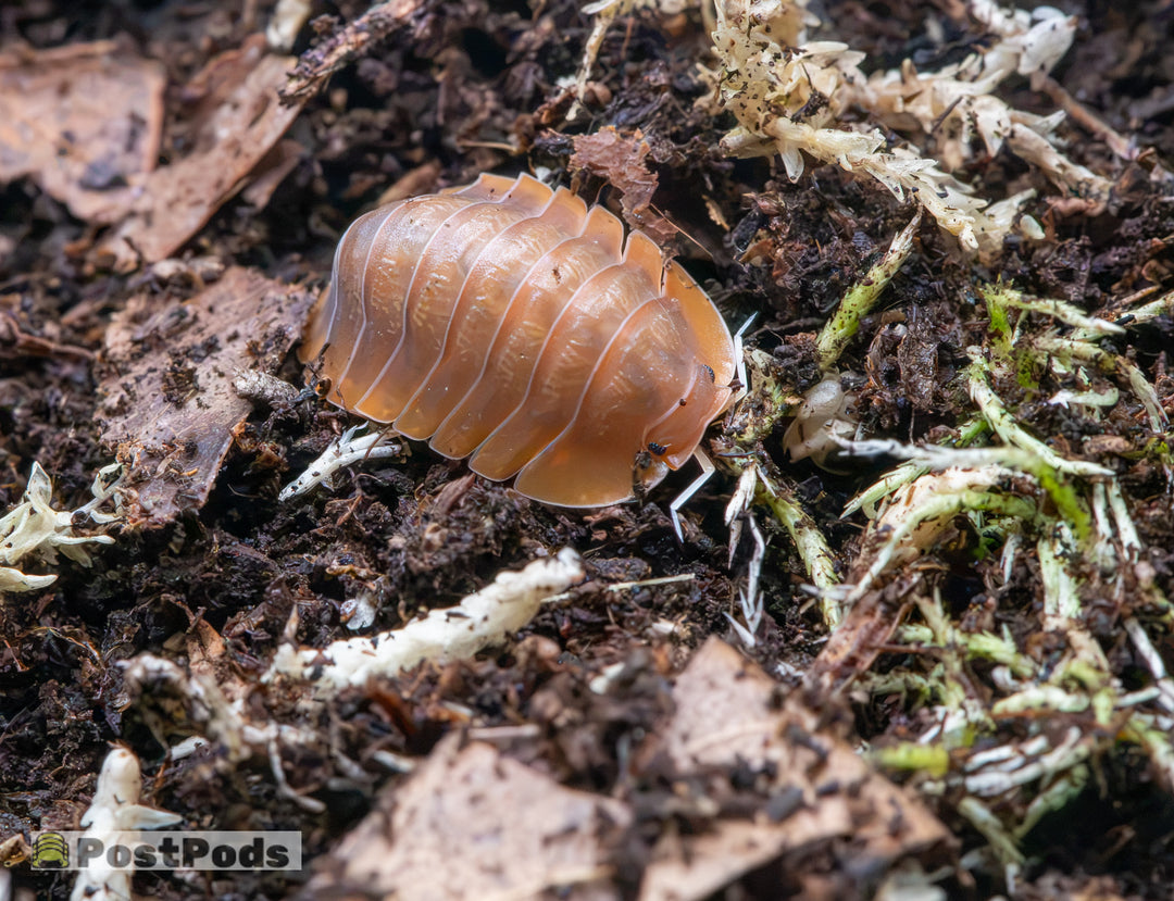 A Vex isopod (Troglodillo sp.) from above, showing the broad flattened orange body and pale legs against dark substrate.