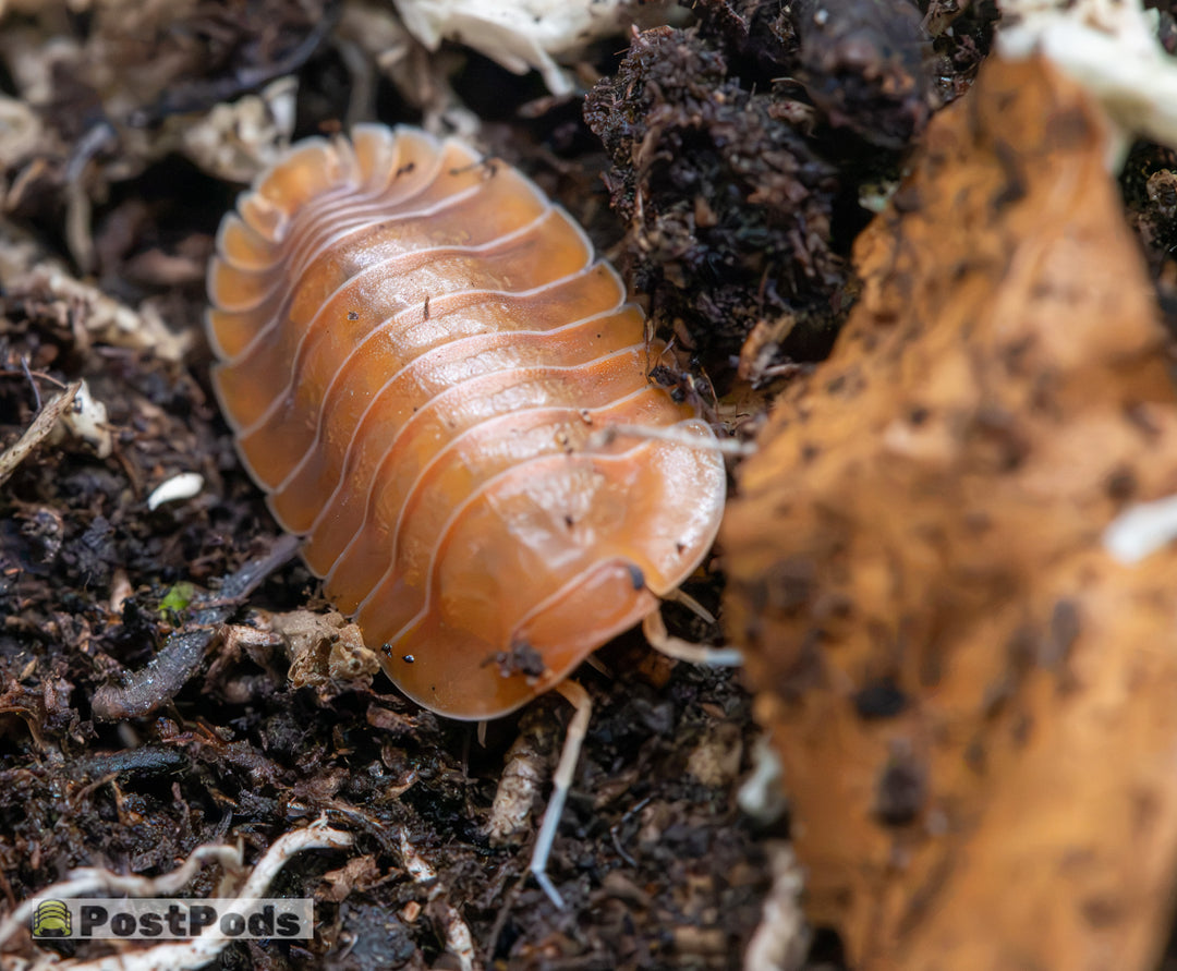 A warm apricot Vex isopod (Troglodillo sp.) on dark leaf litter, its overlapping shell plates edged with fine pale seams.