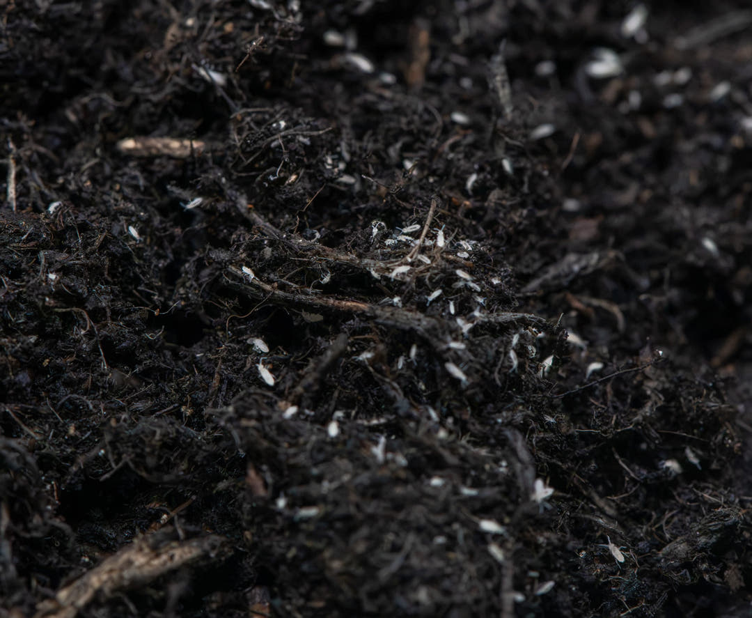 Close-up of dark soil with small white inverts crawling on it