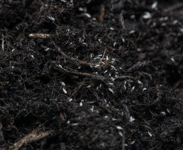 Close-up of dark soil with small white inverts crawling on it