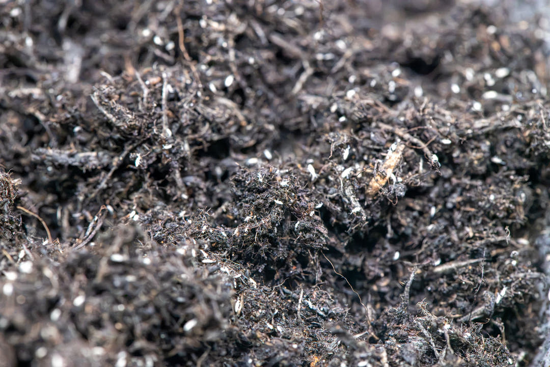 small white like fleas on a blend of soils