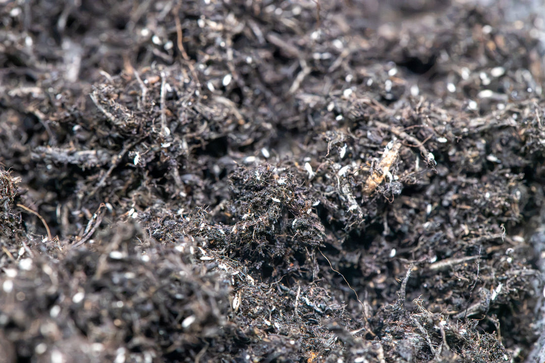 small white like fleas on a blend of soils