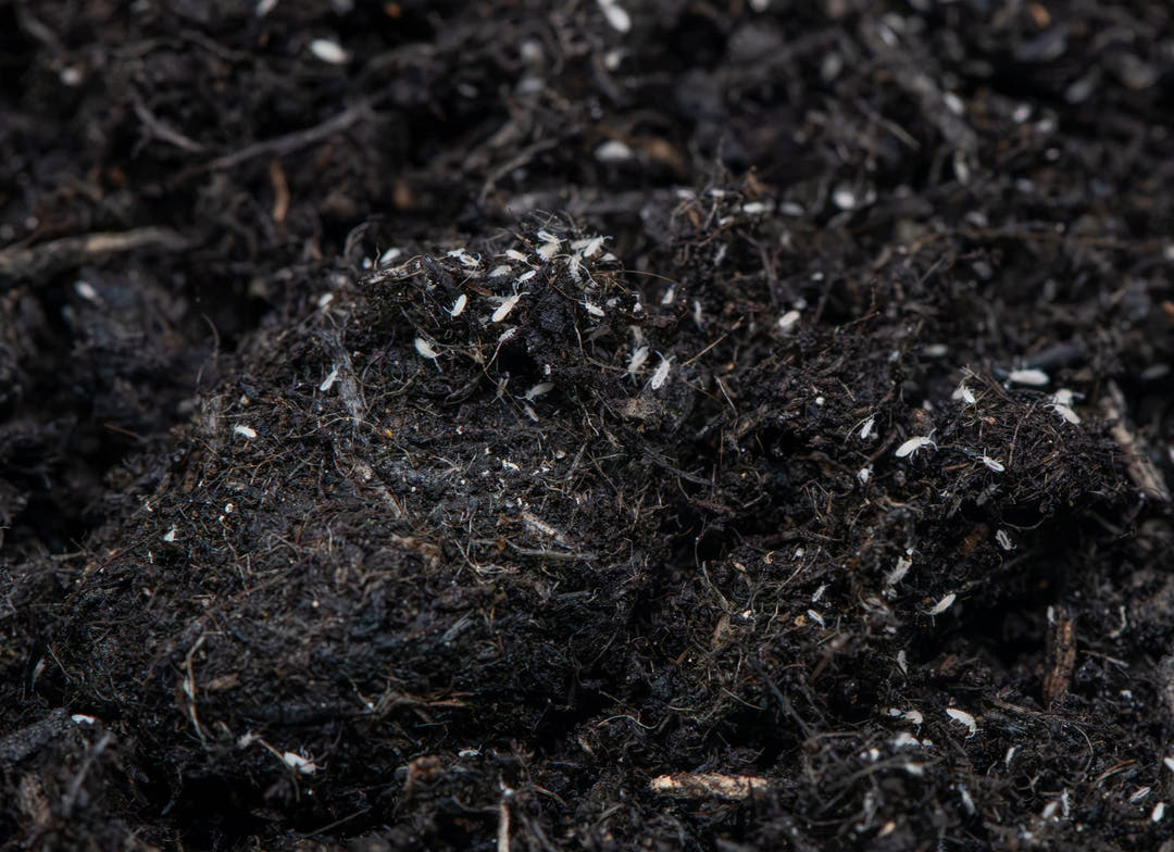 white coloured springtails on dark soil