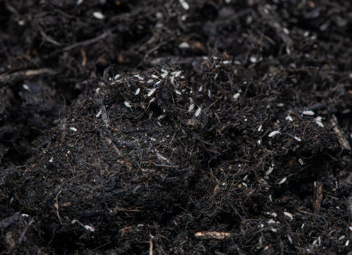 white coloured springtails on dark soil