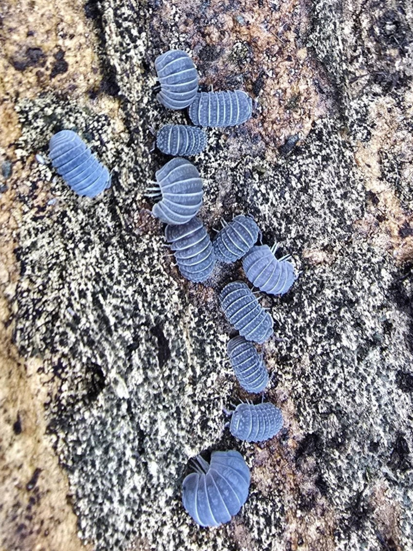 A dozen Armadillo tuberculatus isopods in uniform slate blue-grey, spaced down a pale lichen-covered rock.
