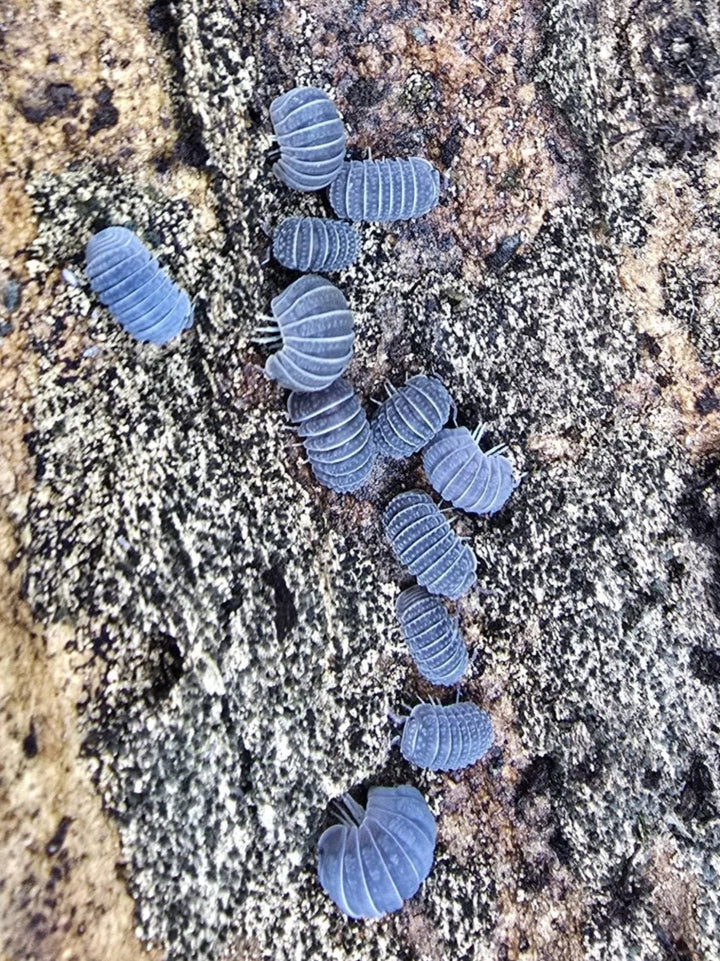 A dozen Armadillo tuberculatus isopods in uniform slate blue-grey, spaced down a pale lichen-covered rock.