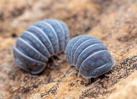 greyish blue isopod with bumps allover its body