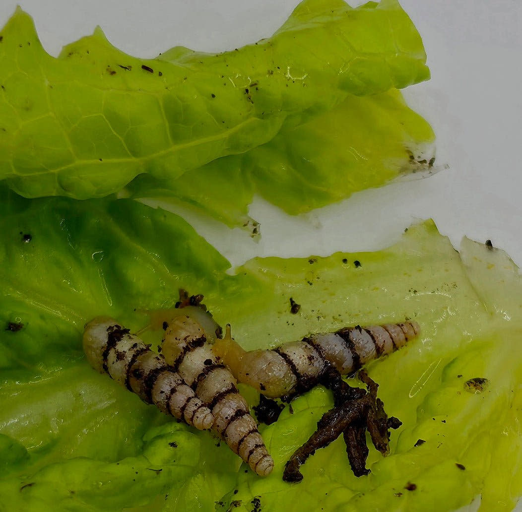 Unicorn Snails (Subulina Octona)