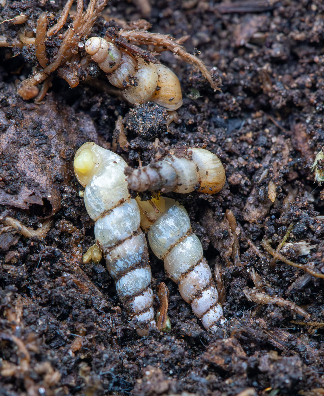 4 marbly white colour thin long snails